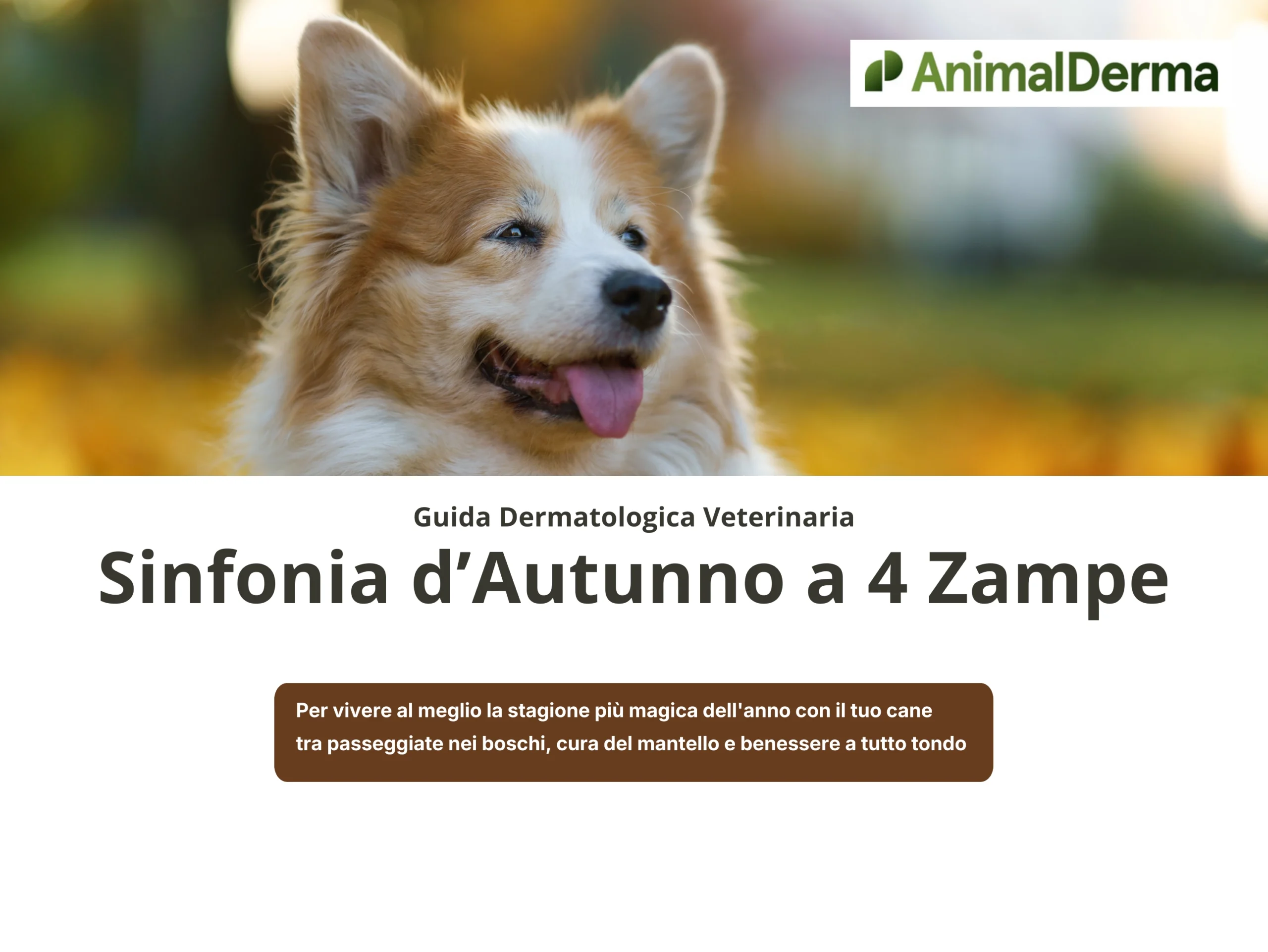 Cane che corre nel prato durante la primavera con rischio di allergie stagionali